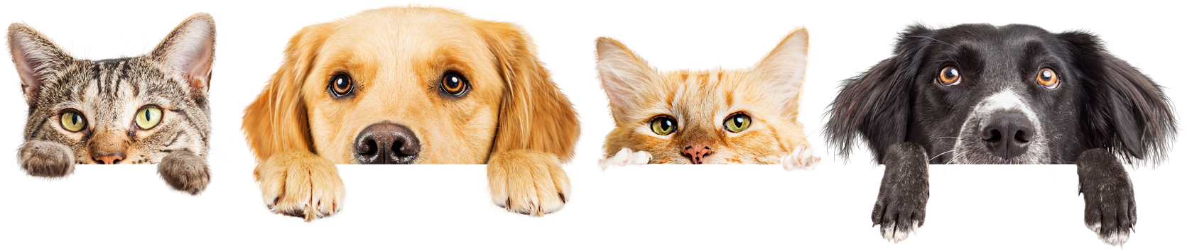 Dogs and Cats Peeking over Web Banner Extracted